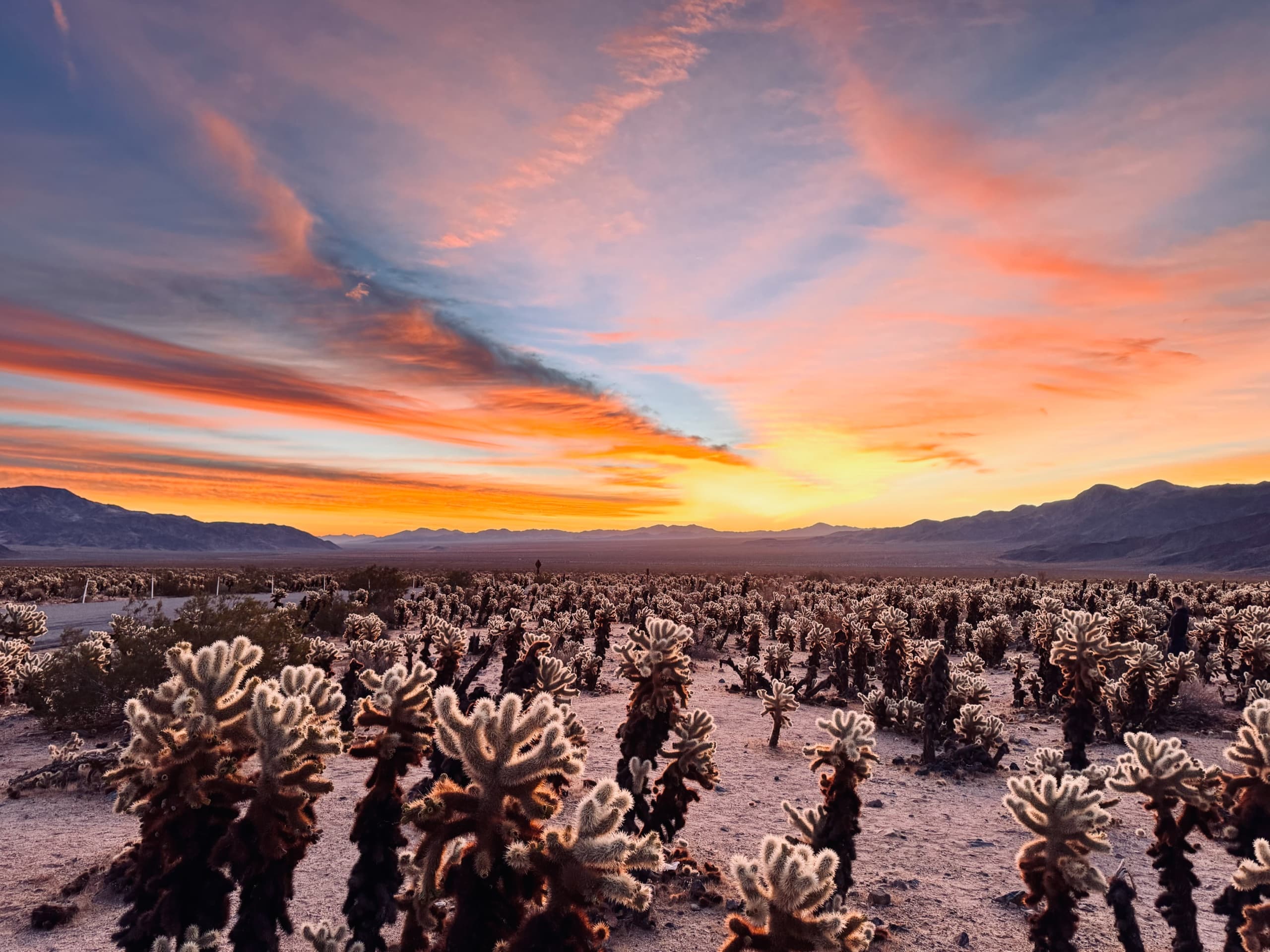 Cholla Garden, Joshua Tree